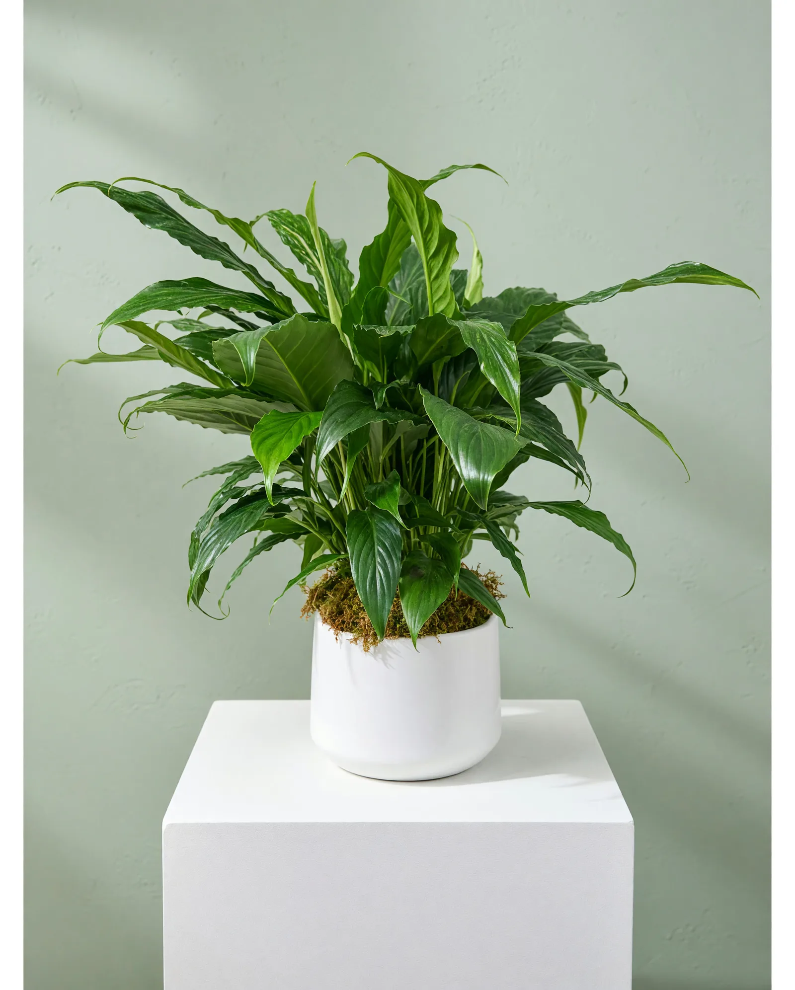 DFW Petals same-day flower delivery in Dallas–Fort Worth — Peace Lily