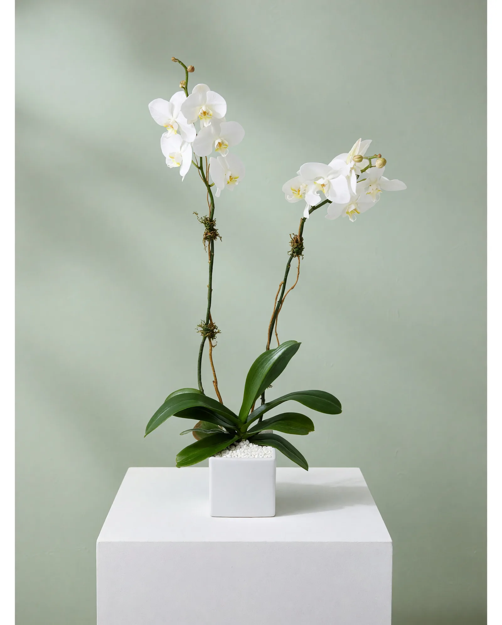 DFW Petals same-day flower delivery in Dallas–Fort Worth — Orchid Planter